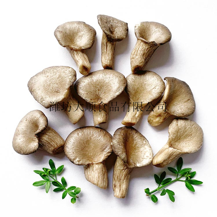 Oyster mushroom